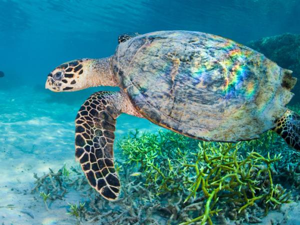 Unterwasseraufnahme einer Wasserschildkröte