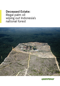 Report über Waldzerstörung durch Palmölplantagen in Indonesien