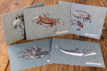 Meere schützen – Postkartenset zum Bestellen