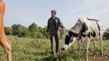 Ökologisch gehaltene Kuh in Frankreich