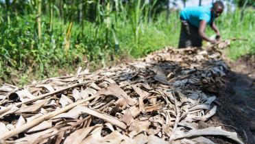Prisca Mayende verteilt die Blätter von Deckpflanzen als Mulch über den Boden. 
