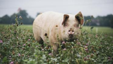 Schwein in Ökohaltung in Schleswig-Holstein