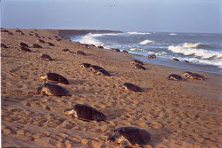 Olivfarbene Bastardschildkröten kommen zur Eiablage an den Strand