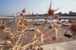 drought Rhine river