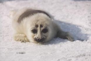 Baikal Seals