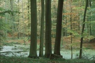 ecoforestry Germany