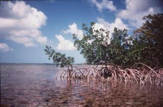 Florida Keys mangroves