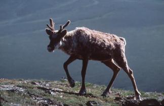 Caribou