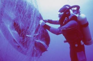 sunfish caught in driftnet