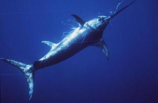 swordfish caught in longline
