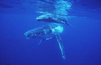 humpback whale / Buckelwal