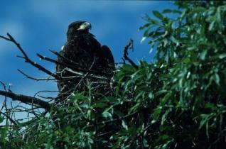 Lake Baikal eagle