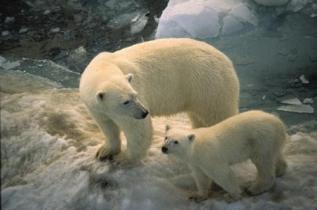 Polar Bears / Eisbaeren