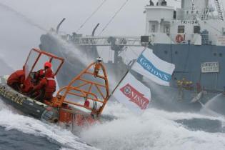 Schlauchboote der Greenpeace Schiffe MV Esperanza und MV Arctic Sunrise versuchen den Transfer von getoeteten Minke-Walen (Zwergwalen) vom japanischen Fangschiff zum Fabrikschiff Nisshin Maru zu verhindern