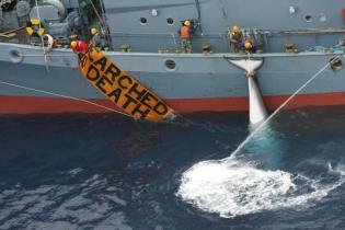 Greenpeace-Aktivisten haben ein Banner: "Researched To Death" (Zu Tode erforscht)  neben einem getöteten  Minkewal befestigt, der am japanischen Fangschiff Yushin Maru No.2 hängt