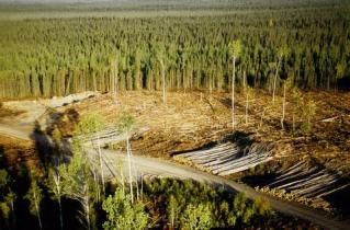 logging Canada