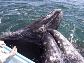 Grauwalmutter mit Kalb vor der mexikanischen Küste 