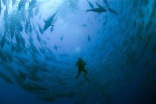Diver in Tuna Transport Cage