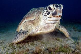 Red Sea turtles