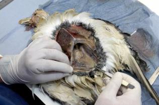 Untersuchung eines toten Eissturmvogels auf Müllrückstände im Magen
