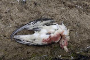 Angeschwemmter, toter Eissturmvogel am Strand von Texel. 
