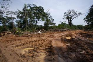 Kongo rainforest report