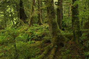 Great Bear Rainforest Canada