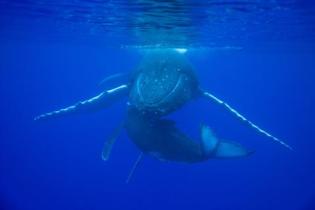 Humback Whales / Buckelwale