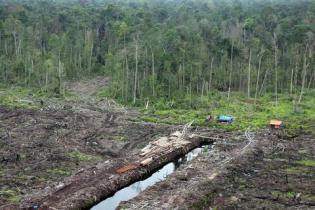rainforest destruction Indonesia