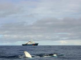 MV Esperanza and humback whales in the Souther Ocean