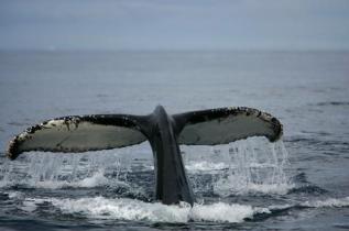 humpback whales feed in the Southern Ocean