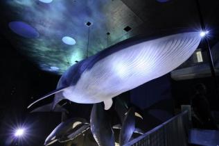 whales exhibits in Stralsund