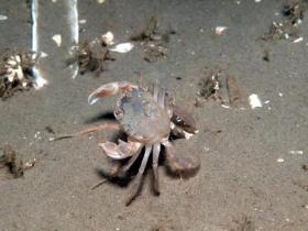 North Sea crab / Nordsee Krebs