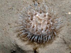 North Sea anemone / Nordsee Anemone