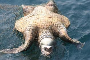Ertrunke Schildkröte in einem Fischernetz