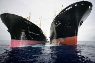 Nisshin Maru, Oriental Bluebird und Greenpeace-Schlauchboot