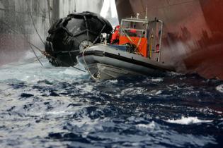 Nisshin Maru und Oriental Bluebird