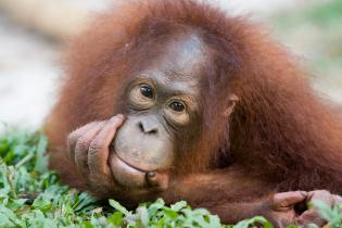 Orangutan at Borneo Orangutan Survival Foundation