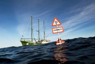 Die Rainbow Warrior in der norwegischen See, um für die Einrichtung eines Netzes von Meeresschutzgebieten zu werben, das die empfindlichen Meeresgebiete vor zerstörerischer Fischerei und Ölbohrungen schützen soll. Ein Greenpeace-Aktivist  verweist auf das einzigartige Kaltwasserkorallenriff in der Norwegischen See bei Breisunddjupet (03/2009).