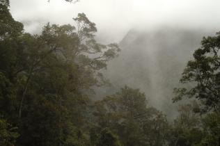 Rainforest in Papua New Guinea