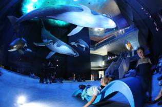 Opening Giants of the Sea Exhibition in Germany