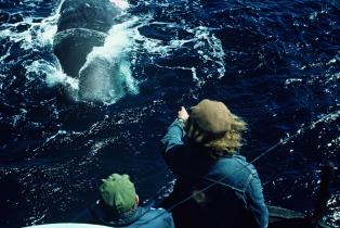 Soviet Whaling in North Pacific