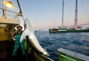 Gefangener Hai auf japanischem Langleiner 09/2012