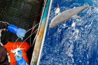 Seidenhai gefangen von spanischem Langleinen-Fischereischiff im Indischen Ozean vor der Küste von Mozambique wird an Bord gezogen.