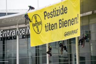 Greenpeace-Aktivist:innen protestieren mit einem großen Banner vom Dach des Kölner Messegebäudes, in dem die Bayer-Aktionärsversammlung stattfindet, gegen Pestizide, die erheblich zum Bienensterben beitragen. Auf dem Banner steht "Bayer-Pestizide töten Bienen".
