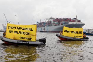 Greenpeace Aktivist:innen protestieren gegen den Transport von Finnwalfleisch, welcher den Hamburger Hafen passiert. Auf den Bannern ist zu lesen: "Stoppt den Handel mit Walfleisch!" und "Stoppt Walfang".