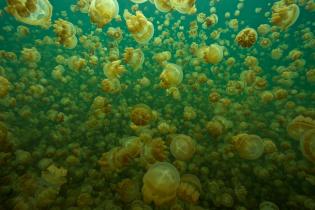 Jellyfish in Lake Palau Islands