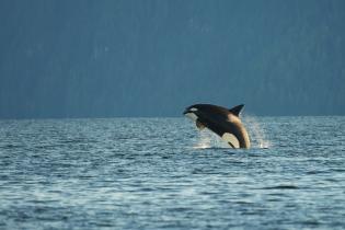 Orca Whale in Great Bear Rainforest in Canada