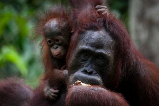 Orang-Utan mit Kind bei der Fütterung