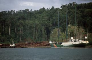 Die Rainbow Warrior II ankert in der Nähe eines großen Holzstapels. Greenpeace recherchiert zu Ökoforstwirtschaft und illegalem Holzeinschlag des Südsee-Inselstaats (09/2004).